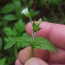 Cerastium fontanum Baumg. subsp. vulgare (Hartm.) Greuter & BurdetCerastium fontanum Baumg. subsp. vulgare (Hartm.) Greuter & Burdet