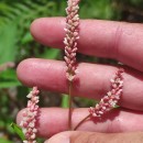 Persicaria maculosa GrayPersicaria maculosa Gray