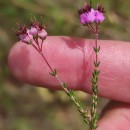 Erica umbellata L.Erica umbellata L.