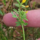 Ornithopus compressus L.Ornithopus compressus L.