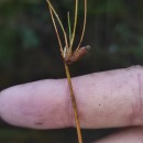 Eleocharis multicaulis (Sm.) Desv.Eleocharis multicaulis (Sm.) Desv.