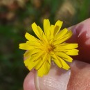 Crepis lampsanoides (Gouan) TauschCrepis lampsanoides (Gouan) Tausch