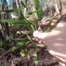 Acacia melanoxylon R.Br.Acacia melanoxylon R.Br.