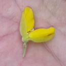 Ulex europaeus L. subsp. europaeusUlex europaeus L. subsp. europaeus