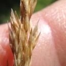 Agrostis stolonifera L.Agrostis stolonifera L.