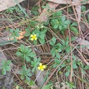 Potentilla erecta (L.) Raeusch.Potentilla erecta (L.) Raeusch.