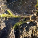Lycopodiella inundata (L.) HolubLycopodiella inundata (L.) Holub