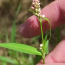 Persicaria maculosa GrayPersicaria maculosa Gray