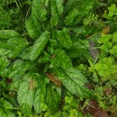 Scrophularia auriculata L.Scrophularia auriculata L.