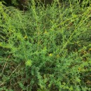 Adenocarpus lainzii (Castrov.) Castrov.Adenocarpus lainzii (Castrov.) Castrov.