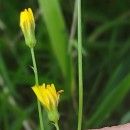 Crepis capillaris (L.) Wallr.Crepis capillaris (L.) Wallr.