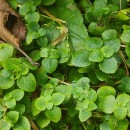 Chrysosplenium oppositifolium L.Chrysosplenium oppositifolium L.