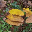 Castanea sativa Mill.Castanea sativa Mill.