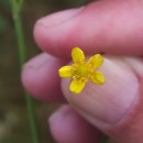 Ranunculus flammula L.Ranunculus flammula L.