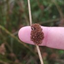Juncus conglomeratus L.Juncus conglomeratus L.