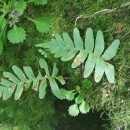 Polypodium vulgare L.Polypodium vulgare L.