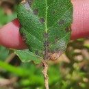 Quercus suber L.Quercus suber L.