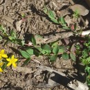 Hypericum humifusum L.Hypericum humifusum L.
