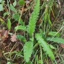 Cirsium filipendulum LangeCirsium filipendulum Lange