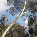 Eucalyptus pauciflora Sieber ex Spreng.Eucalyptus pauciflora Sieber ex Spreng.