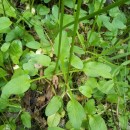 Valeriana dioica L.Valeriana dioica L.