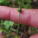 Carex divulsa  StokesCarex divulsa  Stokes