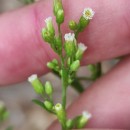 Erigeron canadensis L.Erigeron canadensis L.