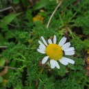 Tripleurospermum maritimum (L.) KochTripleurospermum maritimum (L.) Koch