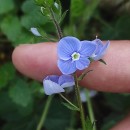 Veronica chamaedrys L.Veronica chamaedrys L.