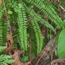 Asplenium trichomanes L. subsp. quadrivalens D.E. Mey.Asplenium trichomanes L. subsp. quadrivalens D.E. Mey.