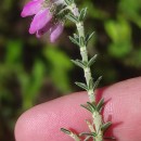 Erica tetralix L.Erica tetralix L.