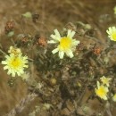Andryala integrifolia L.Andryala integrifolia L.