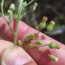 Erigeron sumatrensis Retz.Erigeron sumatrensis Retz.