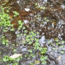 Ranunculus omiophyllus Ten.Ranunculus omiophyllus Ten.
