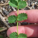 Sanguisorba minor Scop. subsp. balearica (Bourg. ex Nyman) Muñoz Garm. & C. NavarroSanguisorba minor Scop. subsp. balearica (Bourg. ex Nyman) Muñoz Garm. & C. Navarro