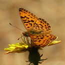 Boloria selene (Denis & Schiffermüller, 1775)Boloria selene (Denis & Schiffermüller, 1775)