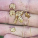Briza maxima L.Briza maxima L.
