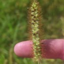 Setaria pumila (Poir.) Schult.Setaria pumila (Poir.) Schult.