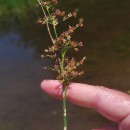 Juncus acutiflorus Ehrh. ex Hoffm.Juncus acutiflorus Ehrh. ex Hoffm.