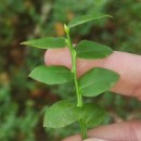 Vaccinium myrtillus L.Vaccinium myrtillus L.