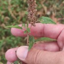 Amaranthus deflexus L.Amaranthus deflexus L.