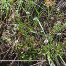 Teesdalia nudicaulis (L.) R. Br.Teesdalia nudicaulis (L.) R. Br.