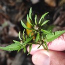 Bidens frondosa L.Bidens frondosa L.