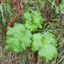 Heracleum sphondylium L. subsp. pyrenaicum (Lam.) Bonnier & LayensHeracleum sphondylium L. subsp. pyrenaicum (Lam.) Bonnier & Layens