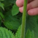 Scrophularia herminii Hoffmanns. & LinkScrophularia herminii Hoffmanns. & Link