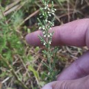 Calluna vulgaris (L.) HullCalluna vulgaris (L.) Hull