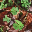 Medicago arabica (L.) Huds.Medicago arabica (L.) Huds.