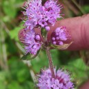 Mentha aquatica L.Mentha aquatica L.