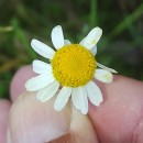 Chamaemelum nobile (L.) All.Chamaemelum nobile (L.) All.