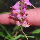 Erica ciliaris L.Erica ciliaris L.